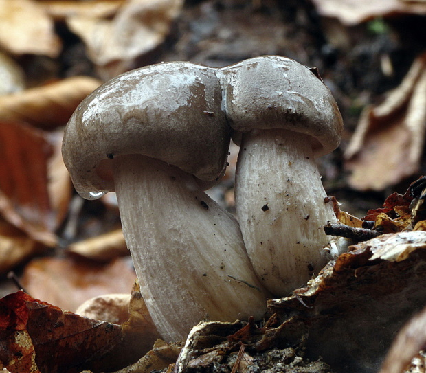 strmuľka inovaťová Clitocybe nebularis (Batsch) P. Kumm.