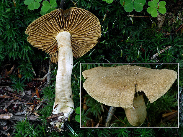 pavučinovec lilavohlubikový Cortinarius venetus (Fr.) Fr.