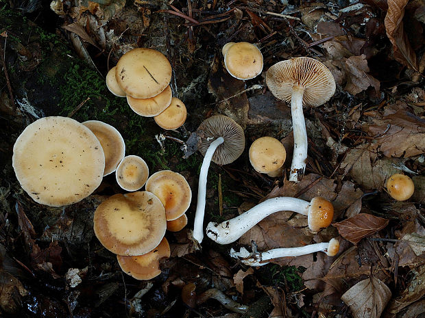 pavučinovec žlčový Cortinarius vibratilis (Fr.) Fr.