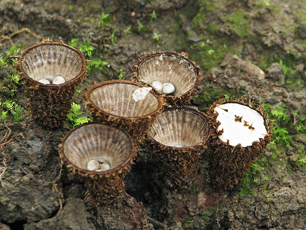 čiaškovec pásikavý Cyathus striatus (Huds.) Willd.