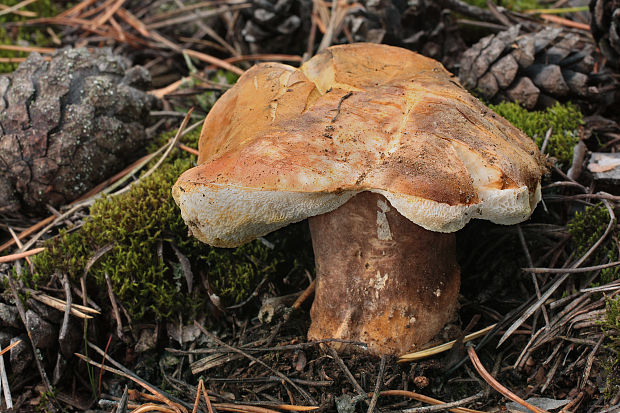 hríbnik gaštanovohnedý Gyroporus castaneus (Bull.) Quél.