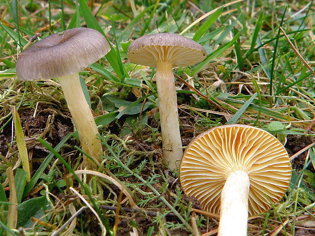 šťavnačka mrazová Hygrophorus hypothejus (Fr.) Fr.