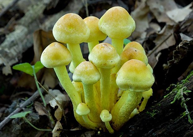 strapcovka zväzkovitá Hypholoma fasciculare (Huds.) P. Kumm.