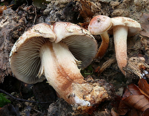 strapcovka tehlovočervená Hypholoma lateritium (Schaeff.) P. Kumm.