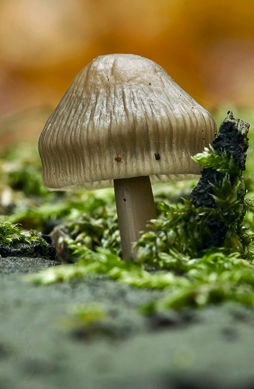 prilbička Mycena sp.