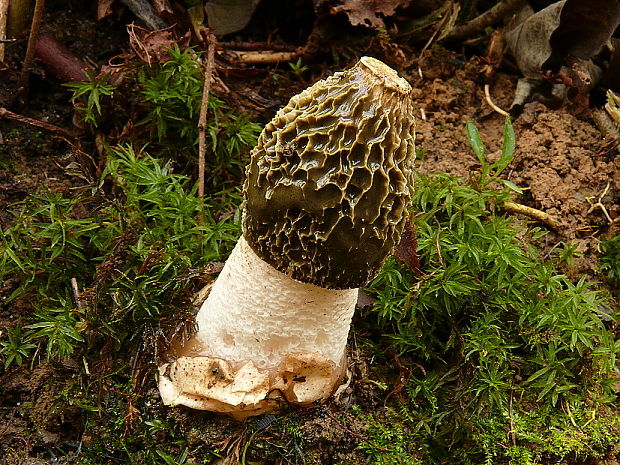 hadovka smradľavá Phallus impudicus L.