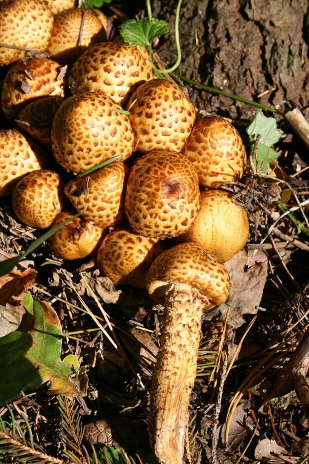 šupinovka slizká Pholiota adiposa (Batsch) P. Kumm.