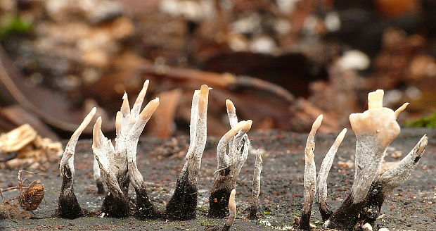 drevnatec parohatý Xylaria hypoxylon (L.) Grev.