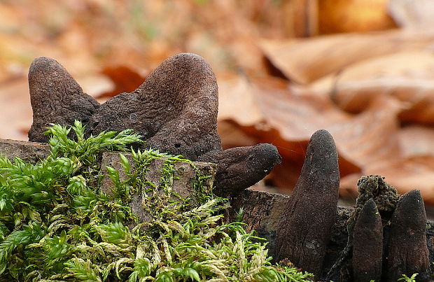 drevnatec kyjakovitý Xylaria polymorpha (Pers.) Grev.