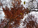 v korunách jesenných stromov