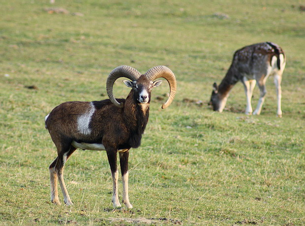 muflon hôrny