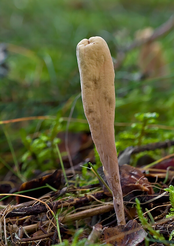 kyjak jazykovitý Clavariadelphus ligula (Schaeff.) Donk