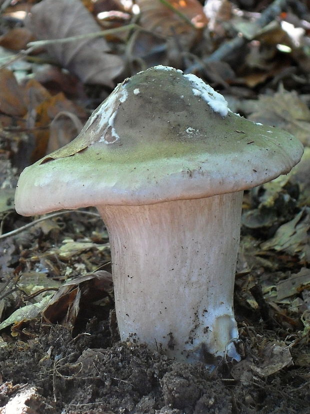 strmuľka inovaťová Clitocybe nebularis (Batsch) P. Kumm.