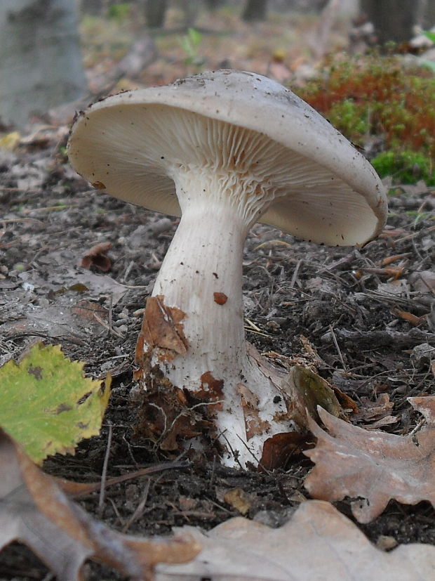 strmuľka inovaťová Clitocybe nebularis (Batsch) P. Kumm.