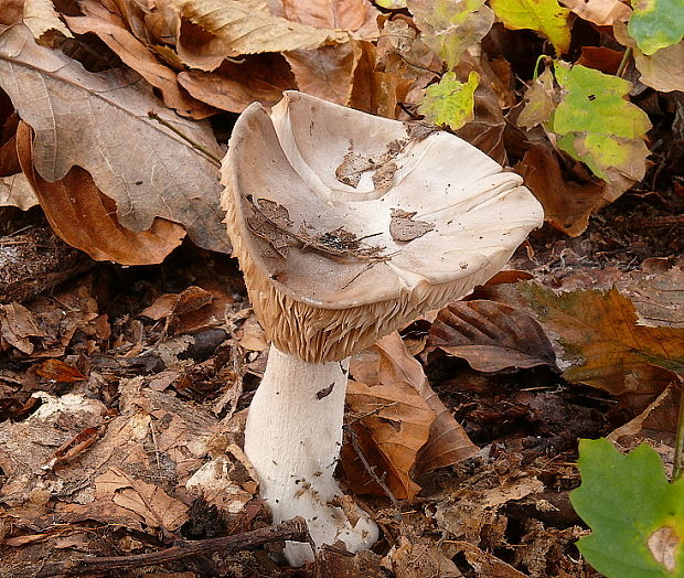 strmuľka inovaťová Clitocybe nebularis (Batsch) P. Kumm.