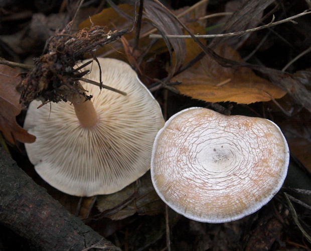 strmuľka hrabanková Clitocybe phyllophila