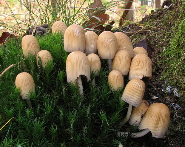 hnojník Coprinus sp.