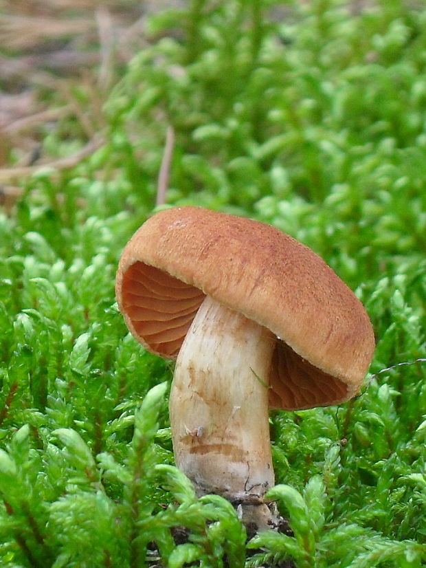 pavučinovec Cortinarius sp.