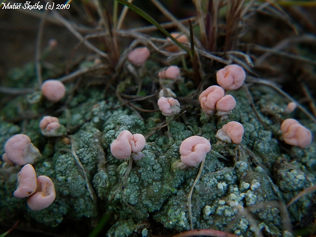 malohubka ružová Dibaeis baeomyces (L. f.) Rambold et Hertel