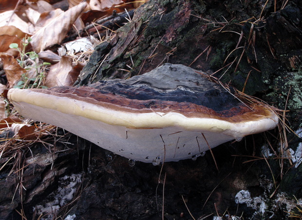 práchnovček pásikavý Fomitopsis pinicola (Sw.) P. Karst.