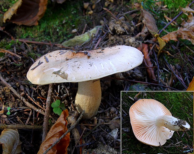 šťavnačka oranžová Hygrophorus abieticola Krieglst. ex Gröger & Bresinsky