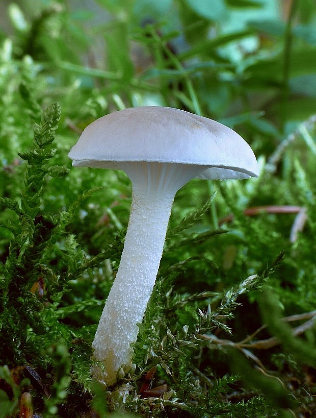 šťavnačka Hygrophorus sp.