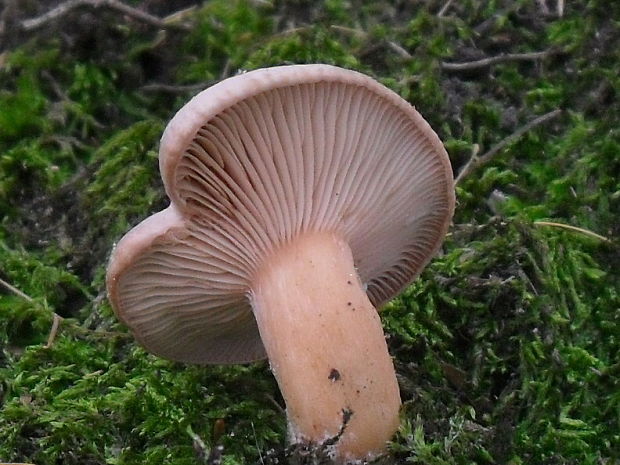 rýdzik Lactarius sp.