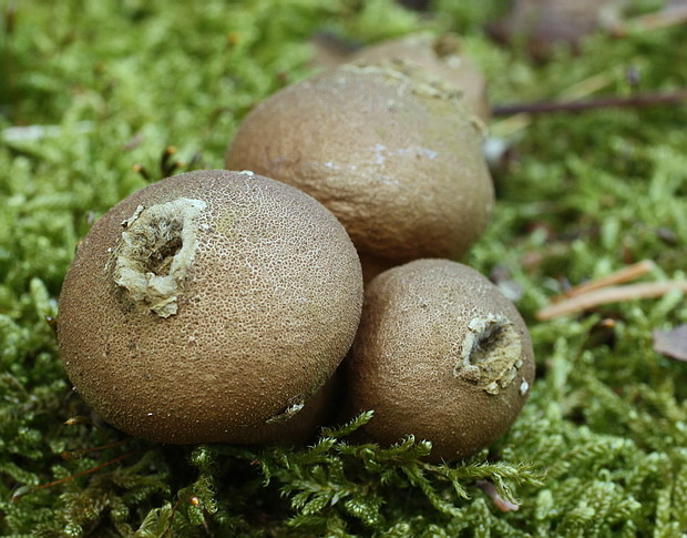 prášnica hruškovitá Lycoperdon pyriforme Schaeff.