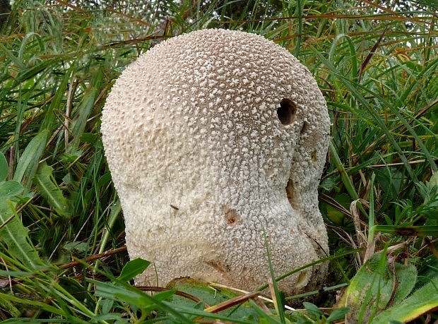 rozpadavec dlabaný Lycoperdon utriforme Bull.