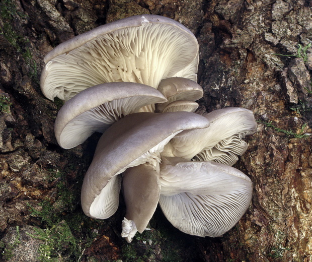 hliva ustricovitá Pleurotus ostreatus (Jacq.) P. Kumm.