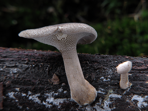 trúdnik Polyporus sp.