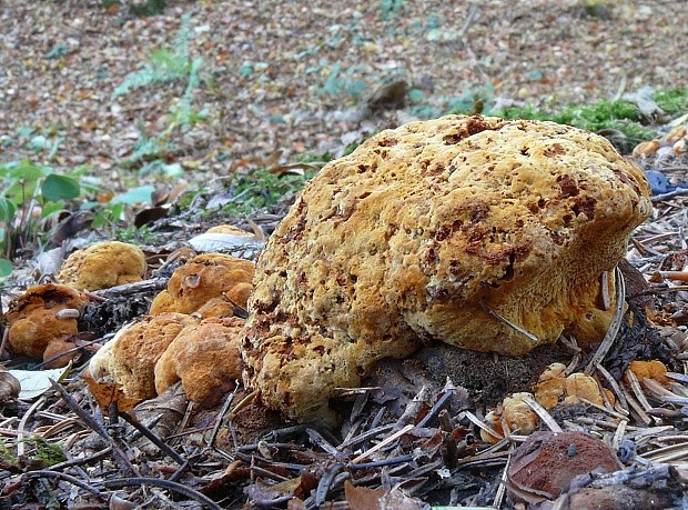 ryšavec slziaci Pseudoinonotus dryadeus (Pers.) T. Wagner & M. Fisch.