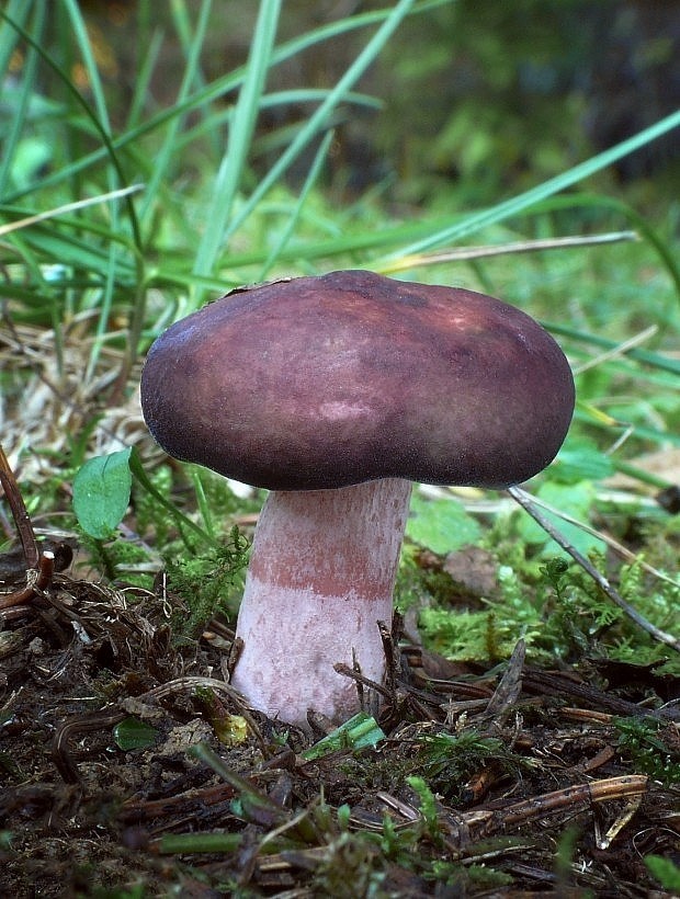 plávka Russula sp.