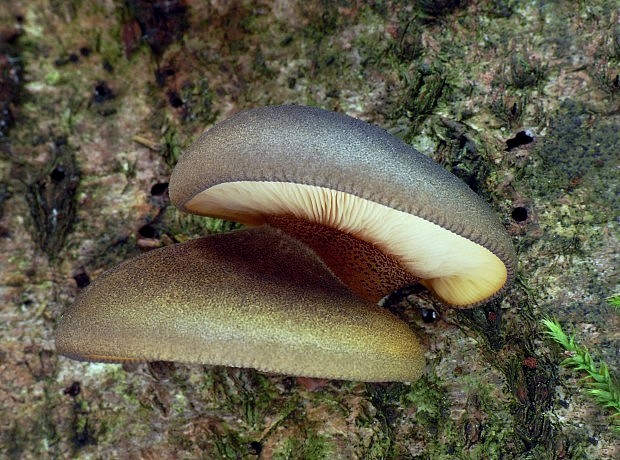 pňovka neskorá Sarcomyxa serotina (Pers.) P. Karst.