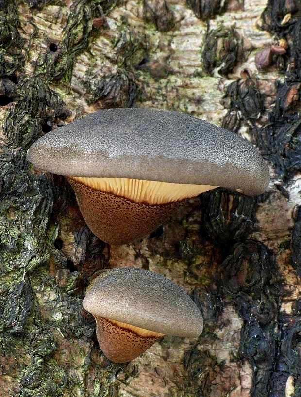 pňovka neskorá Sarcomyxa serotina (Pers.) P. Karst.