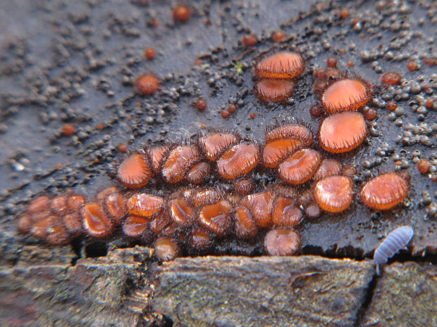 štítovnička Scutellinia sp.