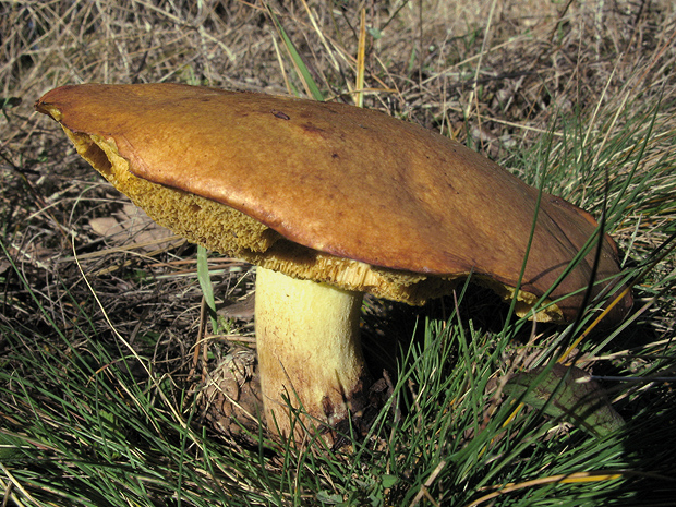 masliak zrnitý Suillus granulatus (L.) Roussel