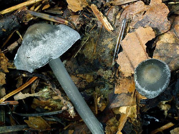 sivolupeňovka Tephrocybe rancida (Fr.) Donk