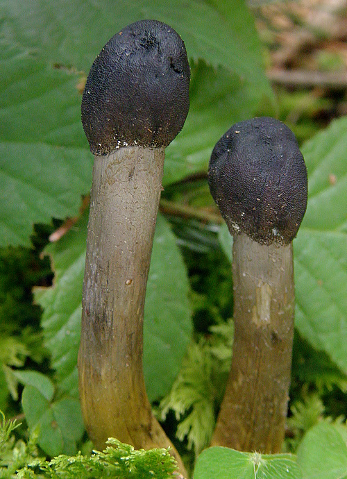 žezlovka hlavičkatá Tolypocladium capitatum (Holmsk.) Quandt, Kepler & Spatafora