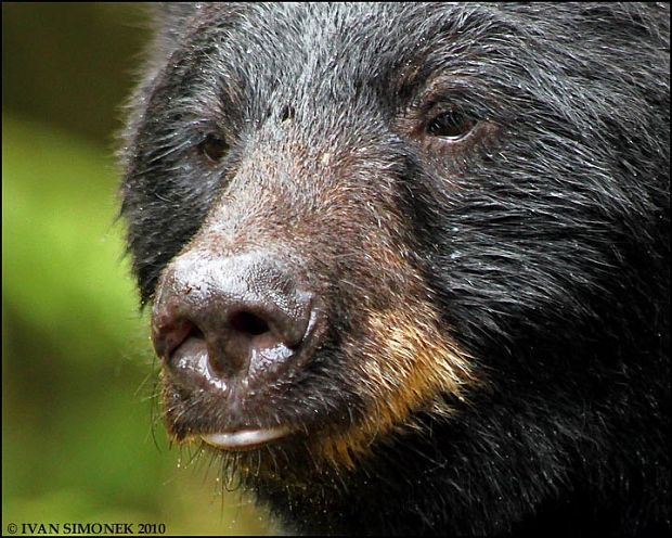 "PAN DULEZITY". Ursus americanus