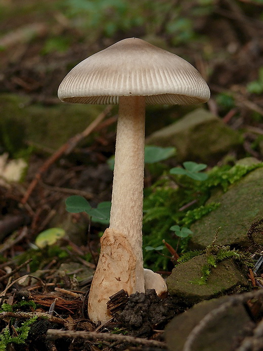 muchotrávka Amanita sp.