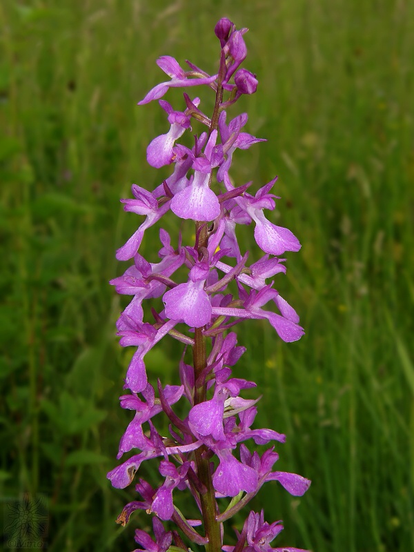 červenohlav močiarny úhľadný Anacamptis palustris subsp. elegans (Heuffel) R.M. Bateman, A.M. Pridgeon & M.W. Chase