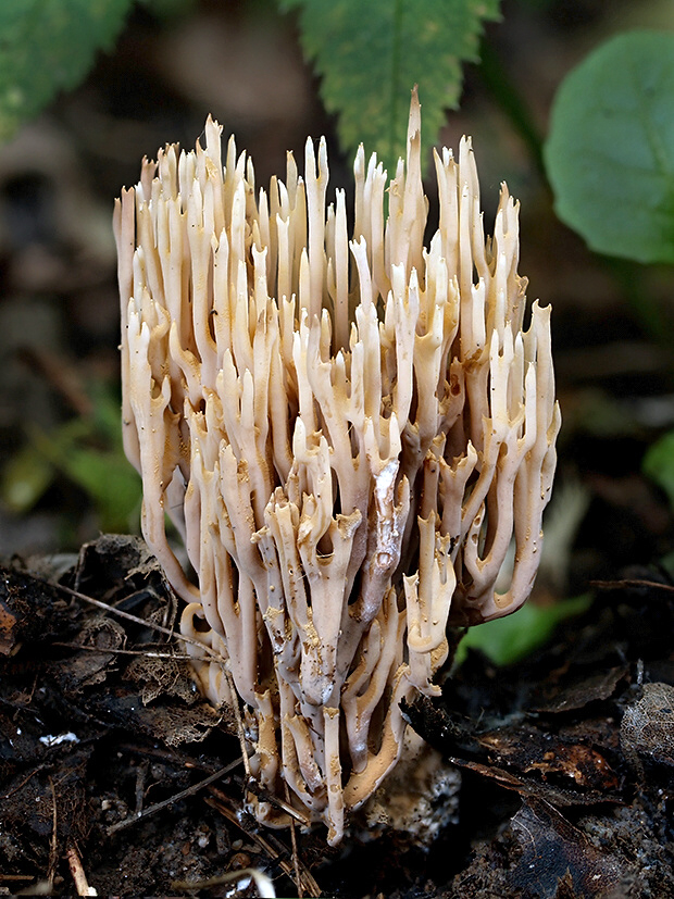 korunovec svietnikovitý Artomyces pyxidatus (Pers.) Jülich