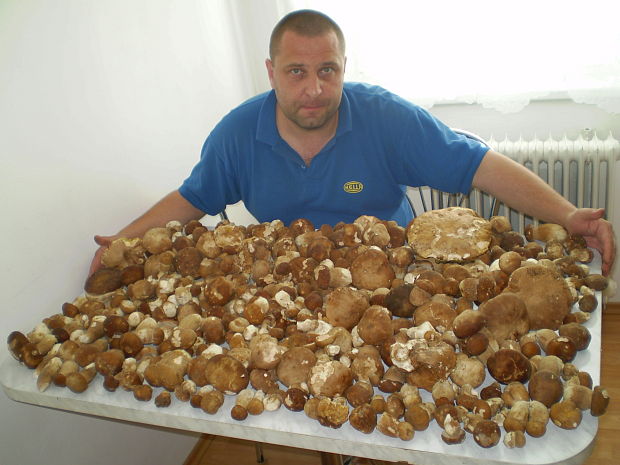 hríb dubový Boletus reticulatus Schaeff.