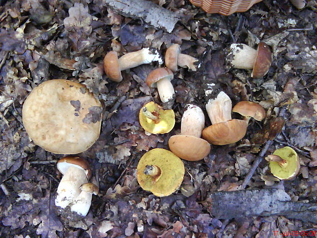 hríb dubový Boletus reticulatus Schaeff.