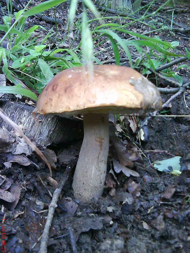 hríb dubový Boletus reticulatus Schaeff.