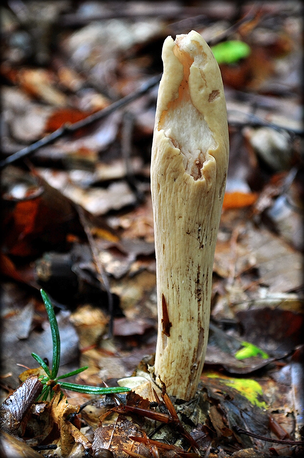 kyjak Clavariadelphus sp.