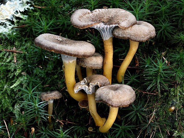 kuriatko lievikovité Craterellus tubaeformis (Fr.) Quél.