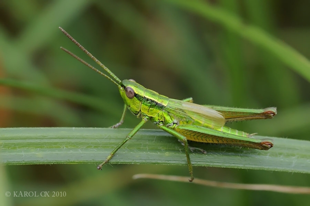 koník zlatistý Euthystira brachyptera