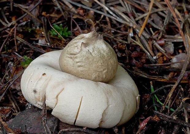 hviezdovka strapkatá Geastrum fimbriatum Fr.